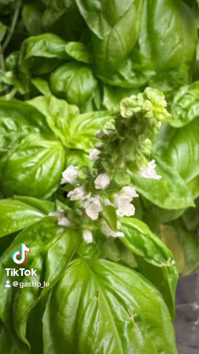 Draußen wird es langsam kalt und mein Basilikum 🌿 war dieses Jahr echt hart im nehmen. Ich hab ihn nicht kaputt bekommen. Nun hatte ich überlegt wie ich den Basilikum haltbar machen kann.  Pesto mag ich nicht so doll, einfrieren macht ihn kaputt und beim trocknen verliert er Aroma. Also entschied ich mich ein Salz herzustellen.  Passt nicht nur zu Salaten.  #salz #salt #basilikum #basil #basilikumsalz #basilsalt #dıy #kitchenhack #küchenhack #lifehack #kräuter #küchenkräuter